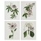 Stupell Industries Various Vintage Botanicals 4pc Canvas Set Design by CAD Design